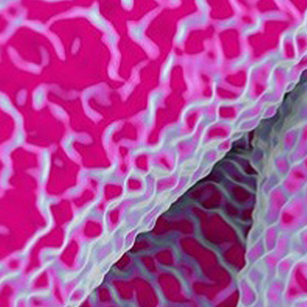 Parenteral Drug Association